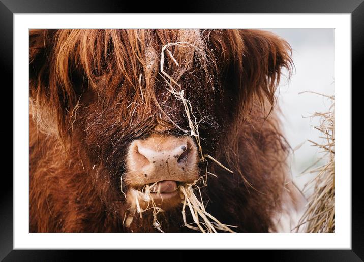 Highland cow feeding on straw on a frosty winters  Framed Mounted Print by Liam Grant