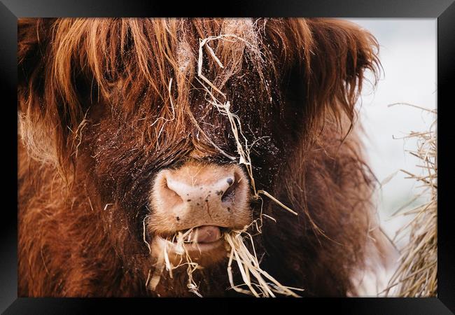 Highland cow feeding on straw on a frosty winters  Framed Print by Liam Grant