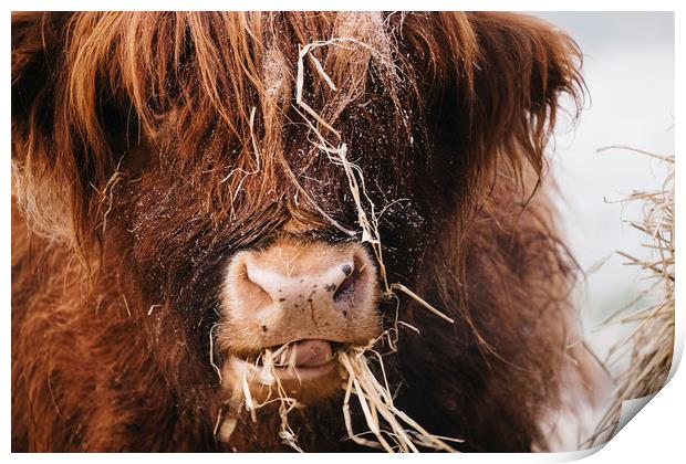 Highland cow feeding on straw on a frosty winters  Print by Liam Grant