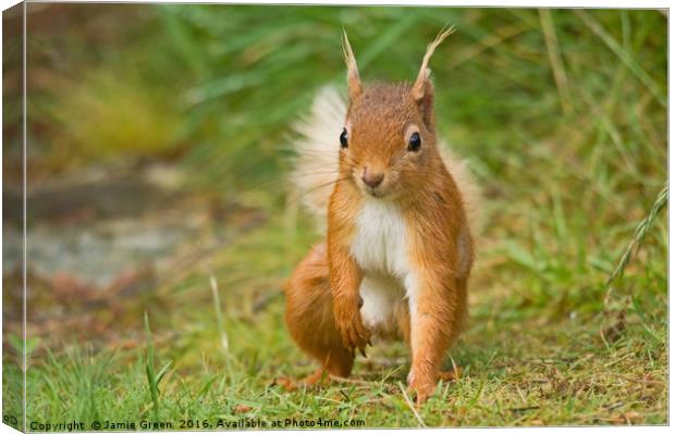 Red Squirrel Canvas Print by Jamie Green