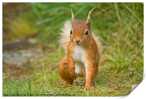 Red Squirrel Print by Jamie Green