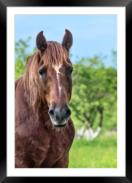 The horse portrait Framed Mounted Print by Svetlana Korneliuk