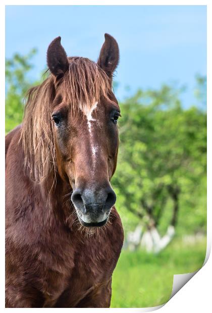 The horse portrait Print by Svetlana Korneliuk