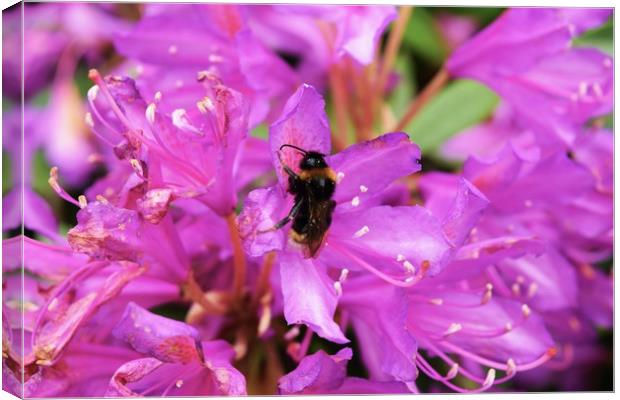 Bumble in the flowers Canvas Print by Bethany Lang