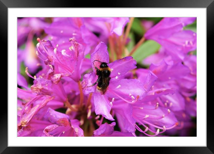 Bumble in the flowers Framed Mounted Print by Bethany Lang