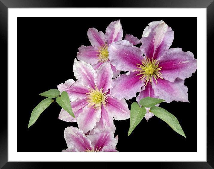 Tumbling Clematis Framed Mounted Print by Henry Horton