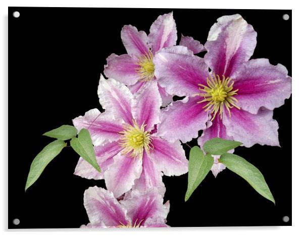 Tumbling Clematis Acrylic by Henry Horton