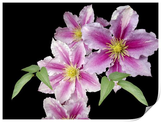 Tumbling Clematis Print by Henry Horton