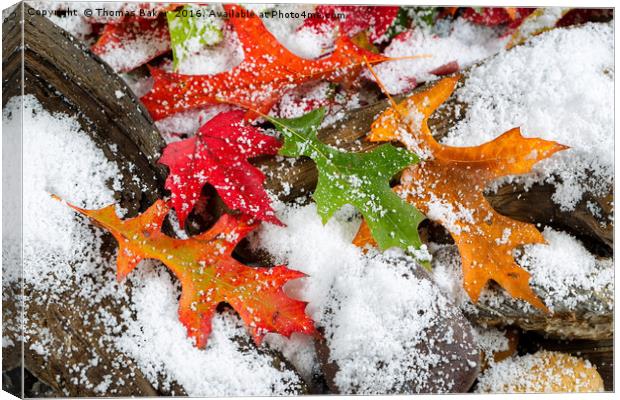 Early Snow during Autumn  Canvas Print by Thomas Baker