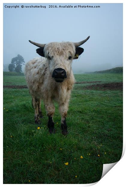Young White High Park Cattle Mix Print by rawshutterbug 