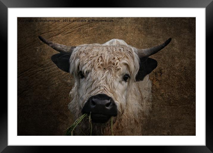 White High Park Cattle Chewing Grass Framed Mounted Print by rawshutterbug 