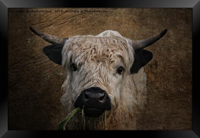 White High Park Cattle Chewing Grass Framed Print by rawshutterbug 