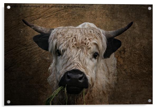 White High Park Cattle Chewing Grass Acrylic by rawshutterbug 