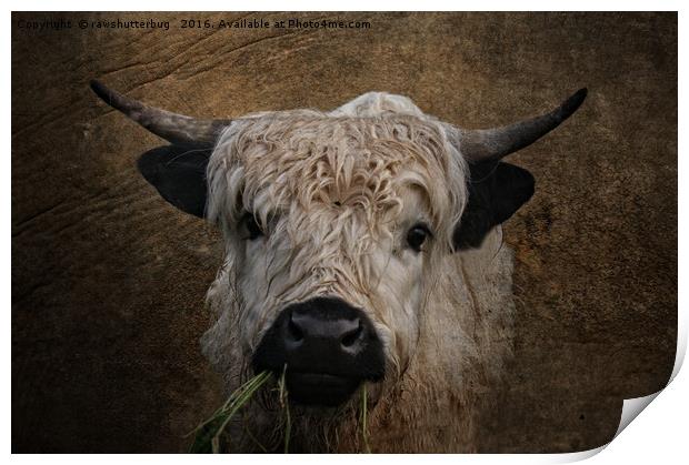 White High Park Cattle Chewing Grass Print by rawshutterbug 