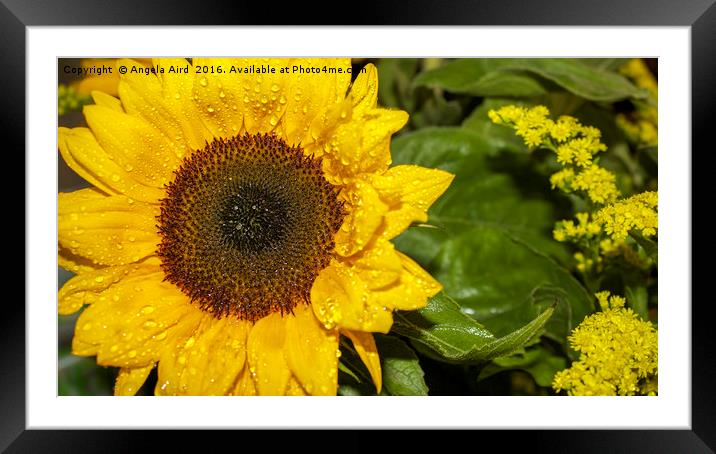 Sunflower Framed Mounted Print by Angela Aird