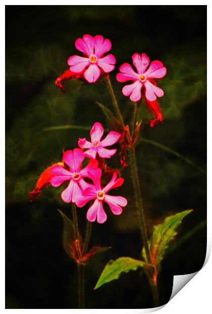 Wild flowers on canvas Print by David McCulloch