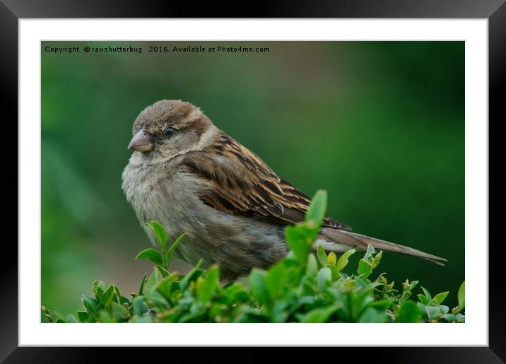 Female House Sparrow Framed Mounted Print by rawshutterbug 