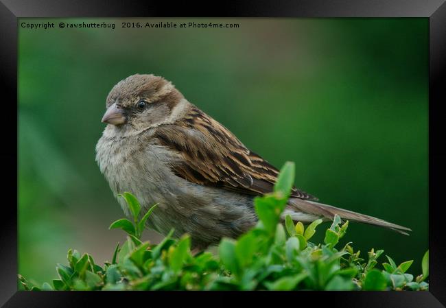 Female House Sparrow Framed Print by rawshutterbug 