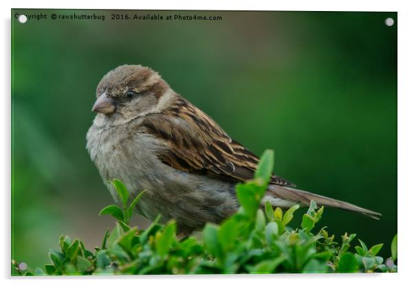 Female House Sparrow Acrylic by rawshutterbug 