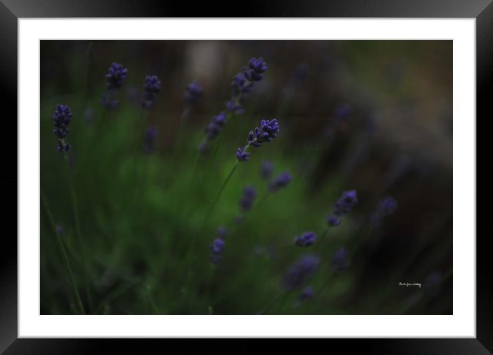 Summer Scent of Lavender Framed Mounted Print by Randi Grace Nilsberg
