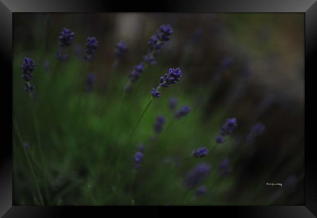 Summer Scent of Lavender Framed Print by Randi Grace Nilsberg