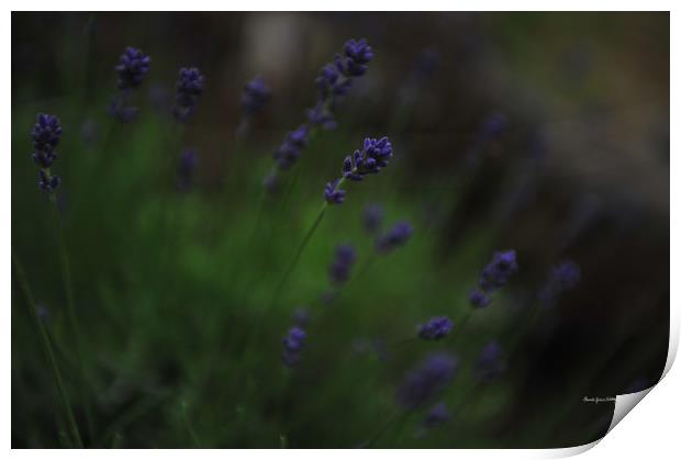 Summer Scent of Lavender Print by Randi Grace Nilsberg