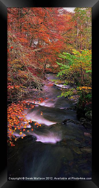 The Birks in autumn Framed Print by Derek Wallace