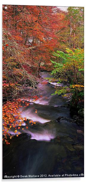 The Birks in autumn Acrylic by Derek Wallace