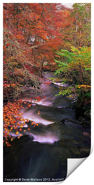 The Birks in autumn Print by Derek Wallace