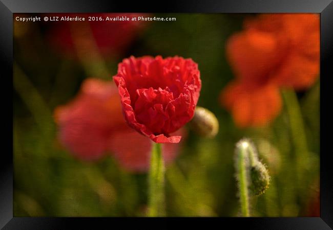 Poppy Flowers Framed Print by LIZ Alderdice
