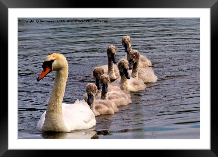 Seven super cygnets swimming Framed Mounted Print by Jim Jones