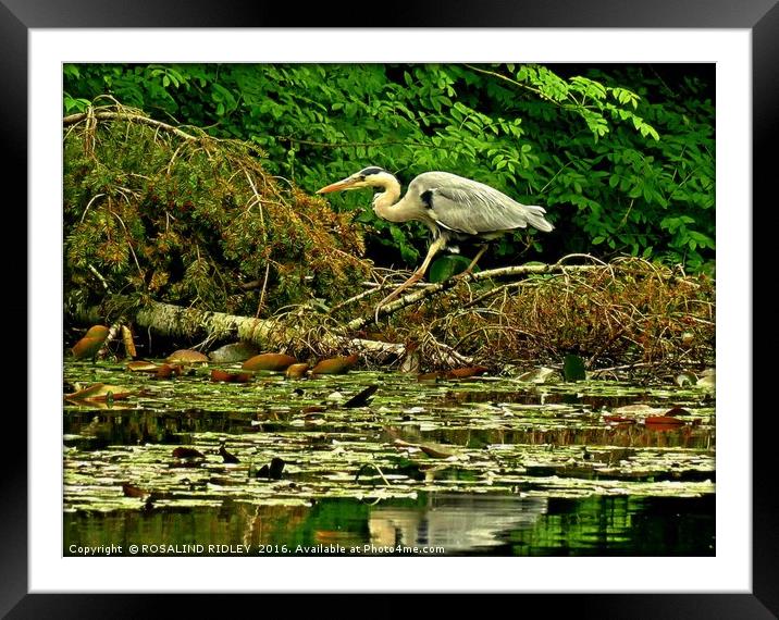 "HERON AT THE LAKE" Framed Mounted Print by ROS RIDLEY