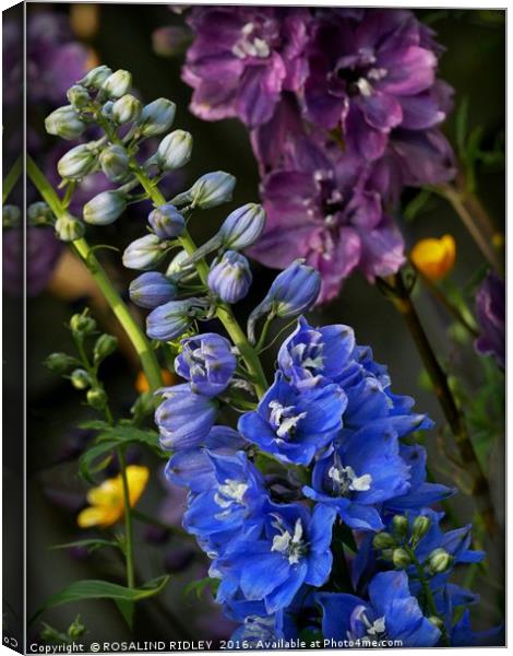 "MIXED DELPHINIUMS IN THE GARDEN" Canvas Print by ROS RIDLEY