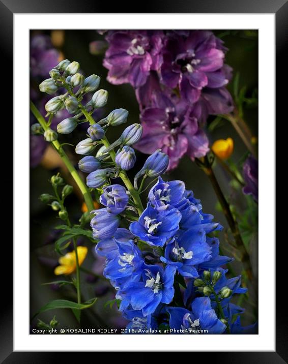 "MIXED DELPHINIUMS IN THE GARDEN" Framed Mounted Print by ROS RIDLEY