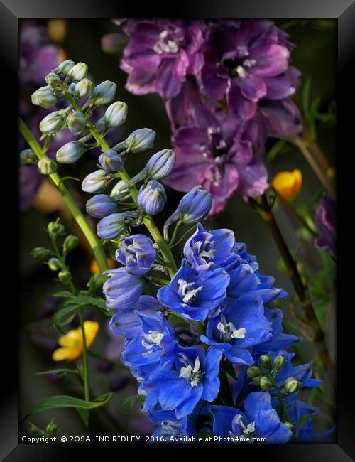 "MIXED DELPHINIUMS IN THE GARDEN" Framed Print by ROS RIDLEY
