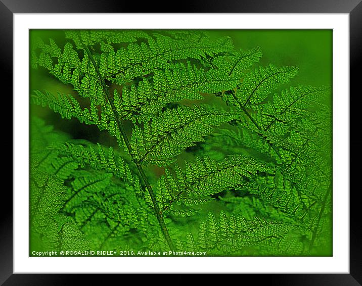 "FERNS IN THE FOREST" Framed Mounted Print by ROS RIDLEY