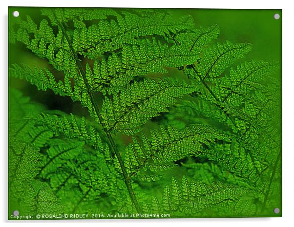 "FERNS IN THE FOREST" Acrylic by ROS RIDLEY