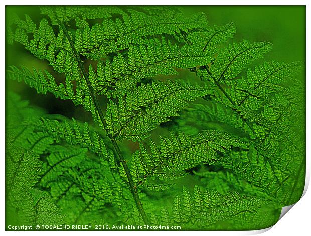 "FERNS IN THE FOREST" Print by ROS RIDLEY