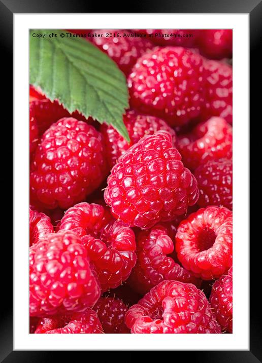 Fresh Raspberries up close  Framed Mounted Print by Thomas Baker