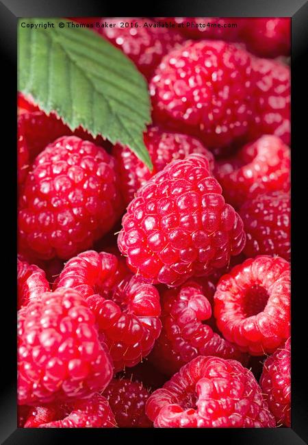 Fresh Raspberries up close  Framed Print by Thomas Baker