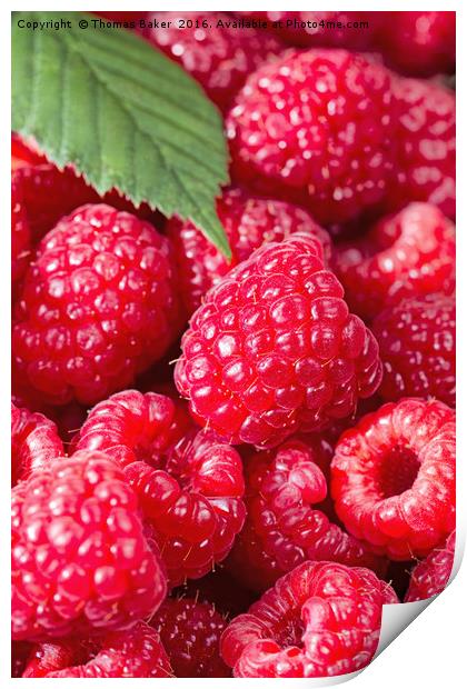 Fresh Raspberries up close  Print by Thomas Baker