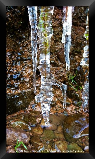 Icicle Framed Print by Tanya Lowery