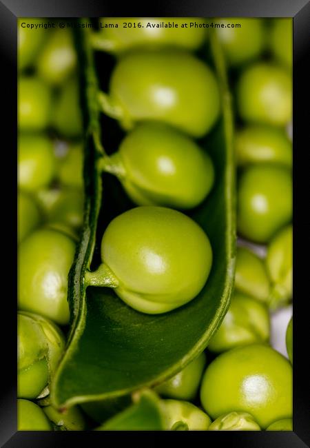 fresh green peas Framed Print by Massimo Lama