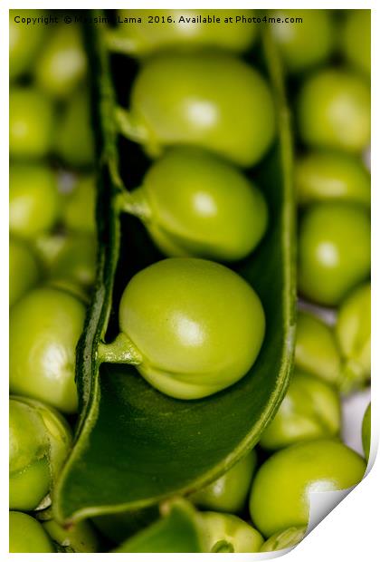 fresh green peas Print by Massimo Lama