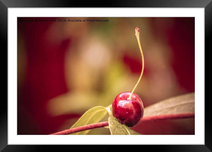 Cherry. Framed Mounted Print by Angela Aird