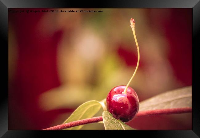 Cherry. Framed Print by Angela Aird