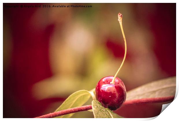 Cherry. Print by Angela Aird