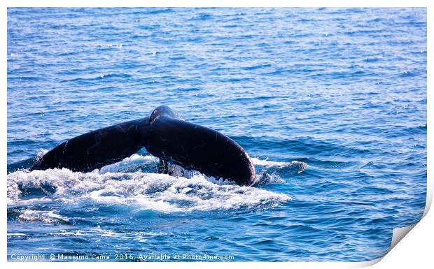 Whale tail , cape cod, cape cod Print by Massimo Lama