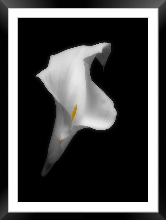 ARUM LILY Framed Mounted Print by Anthony R Dudley (LRPS)