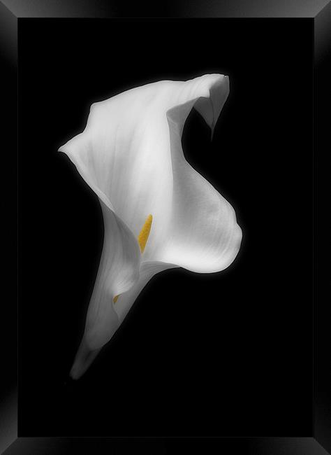 ARUM LILY Framed Print by Anthony R Dudley (LRPS)
